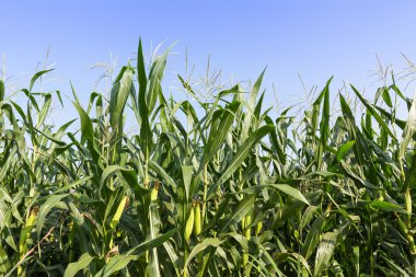 Mısır sapı üzerinde