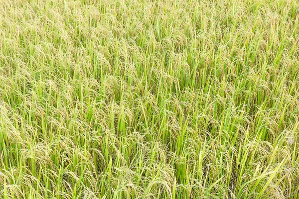 Zblízka pohled shora rýžových polí — Stock fotografie