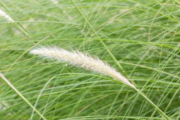 Japans cylindrica Beauv van Feather gras — Stockfoto