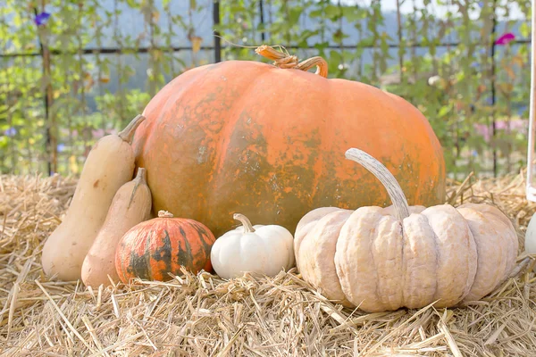 Pompoen landbouwproductie in landelijk gebied — Stockfoto