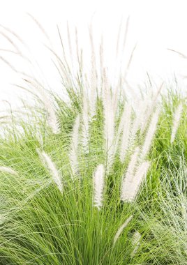 Imperata cylindrica Beauv beyaz