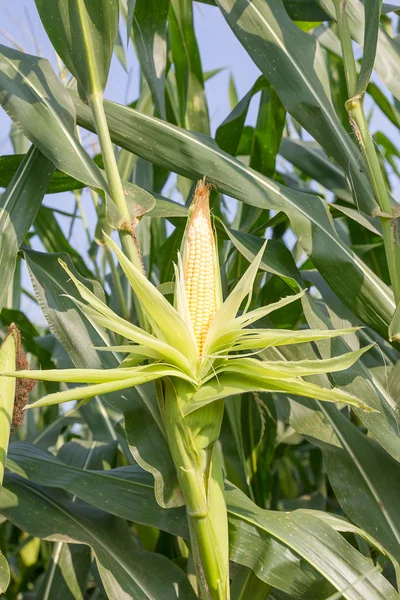 Close up corn on the stalk — Stock Photo, Image