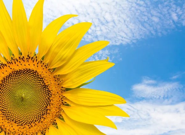 Nahaufnahme Sonnenblume und blauer Himmel — Stockfoto