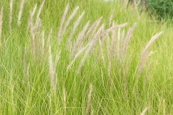 Imperata cylindrica Beauv av fjäder gräs i naturen — Stockfoto