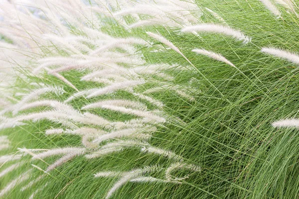 Imperata cylindrica Beauv péřová tráva — Stock fotografie