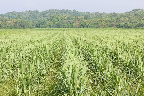 Campo de crecimiento temprano de caña de azúcar — Foto de Stock