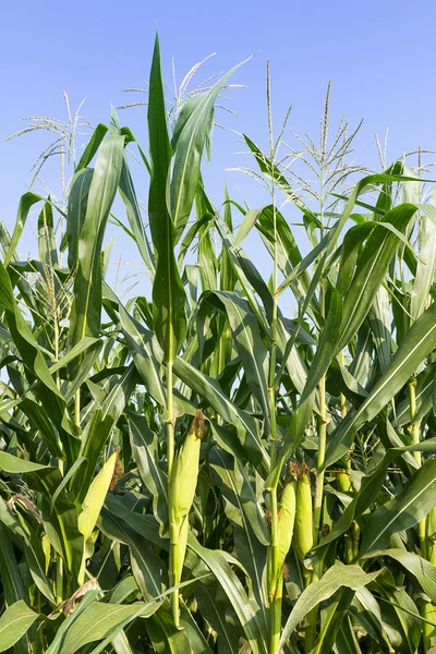 Closeup kukuřice na stonku — Stock fotografie