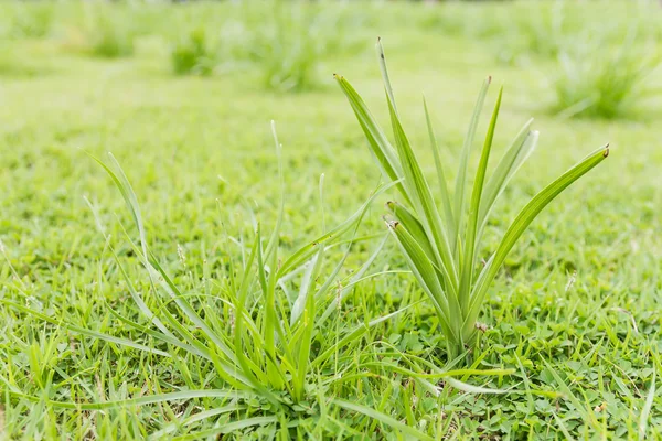 Крупный план зеленой травы на поле — стоковое фото