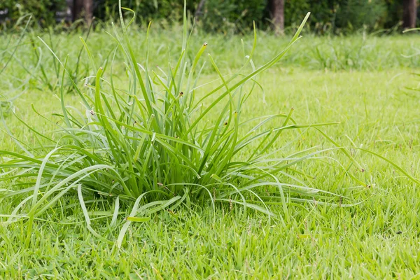 Gros plan herbe verte sur le terrain — Photo