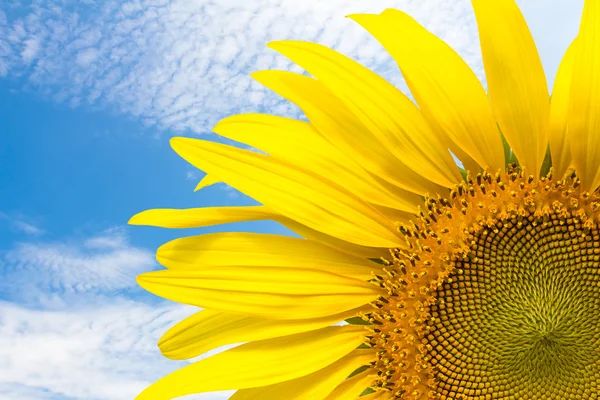 Nahaufnahme Sonnenblume und blauer Himmel — Stockfoto