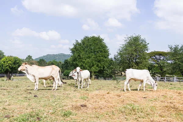 Kráva stojící ve farmě — Stock fotografie