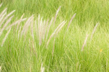 Imperata cylindrica tüy Beauv çim doğada