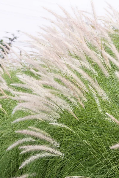 Imperata cylindrica Beauv d'herbe de plumes — Photo