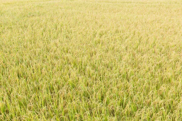 Reisfelder in den Tropen — Stockfoto