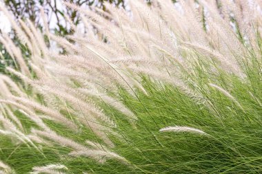 Imperata cylindrica Beauv of Feather grass clipart