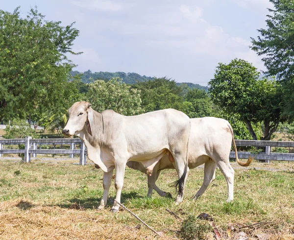 Vaca em pé na fazenda — Fotografia de Stock