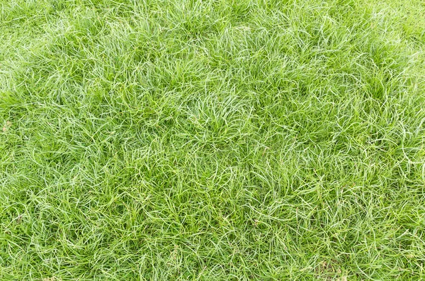 Zelená tráva na poli — Stock fotografie