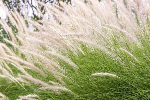 Imperata cilinddrica Beauv di erba piuma — Foto Stock