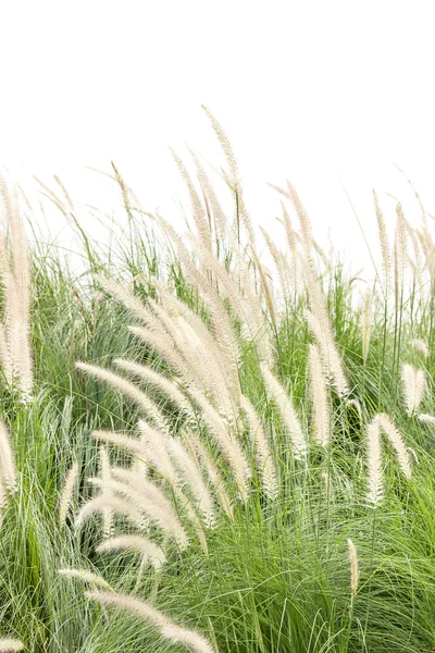 Imperata cilinddrica Beauv su bianco — Foto Stock