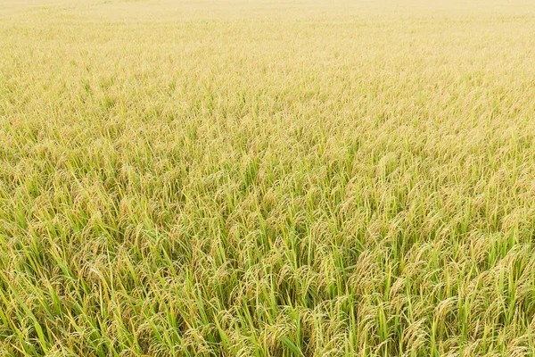 Reisfelder in den Tropen — Stockfoto