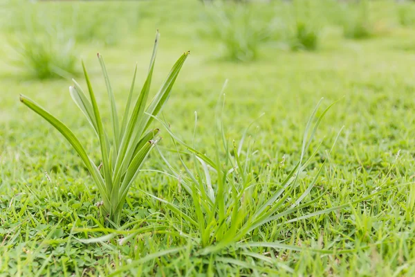 Gros plan herbe verte sur le terrain — Photo