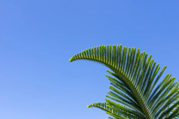 Closeup of Nolfolk island pine leaves — Stock Photo, Image