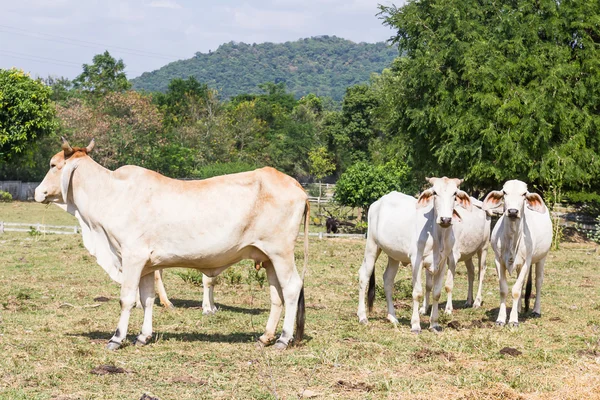 Koe staande in boerderij — Stockfoto