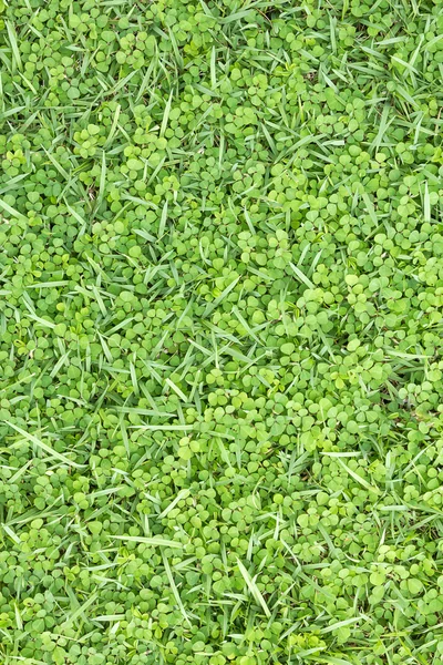 Herbe verte sur le terrain — Photo