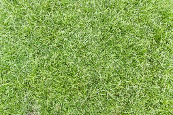 Zelená tráva na poli — Stock fotografie