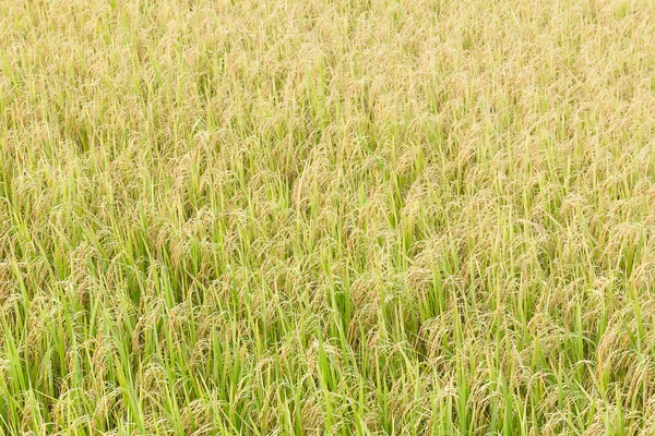 Reisfelder in den Tropen — Stockfoto