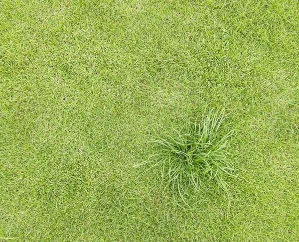 Topview zelenou trávu na hřišti — Stock fotografie