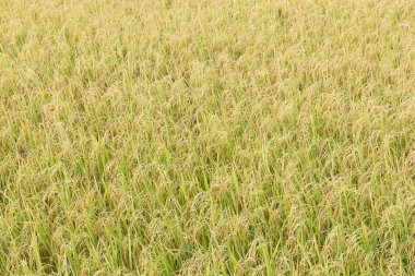 Tropiklerdeki pirinç tarlaları