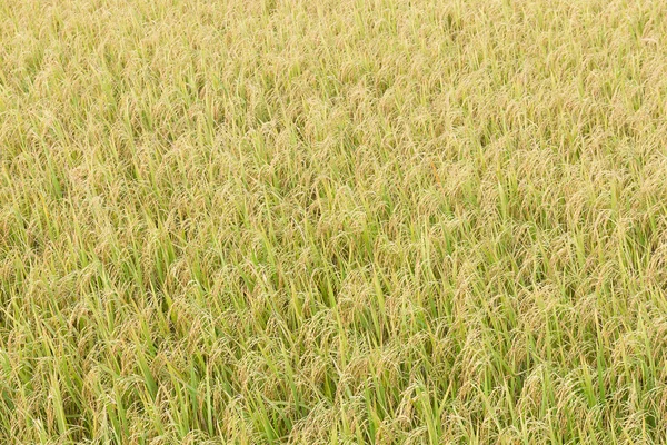 Risfält i tropikerna — Stockfoto