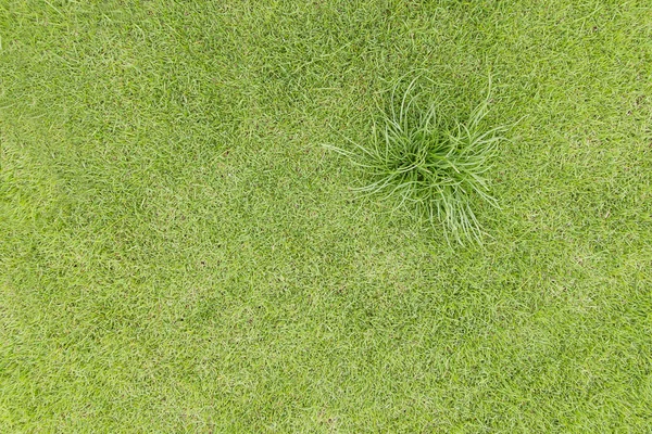 Topview Green grass on the field — Stock Photo, Image