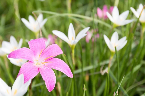 Little Witches flower in garden — Stock Photo, Image