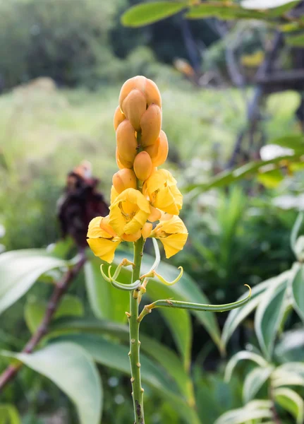 Vela de Natal, Ringworm Bush Flower — Fotografia de Stock