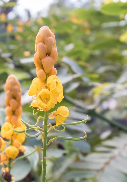 Kerst kaars, Ringworm Bush Flower — Stockfoto