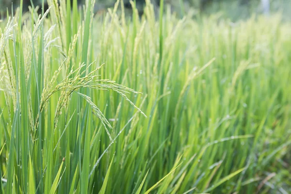 Cerca del arrozal — Foto de Stock