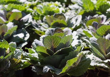 bahçede genç yeşil lahana