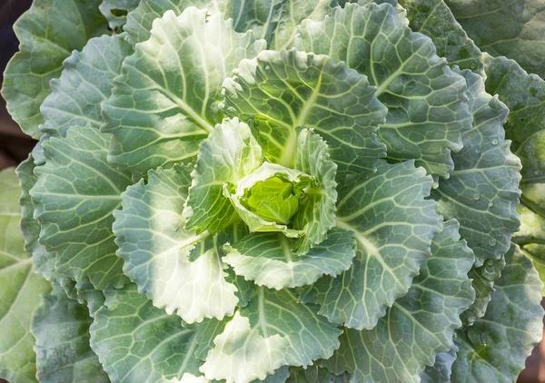 Young green cabbage in garden — Stock Photo, Image