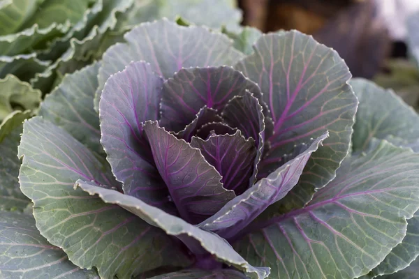 Young Purple cabbage in garden — Stock Photo, Image