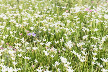 Peri Lily Çiçek bahçesinde