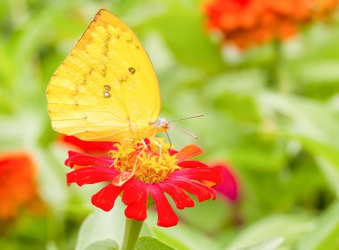 Meksikalı bir ayçiçeği Colias dökülmesi kelebeği