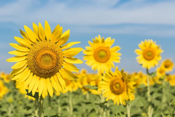 Sonnenblumenfeld — Stockfoto