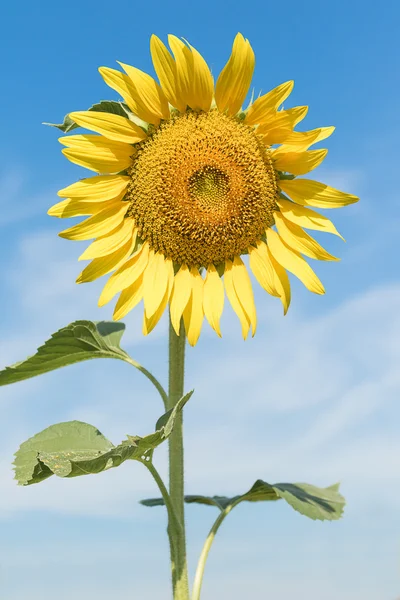 Sonnenblume blühender Agent blauer Himmel — Stockfoto