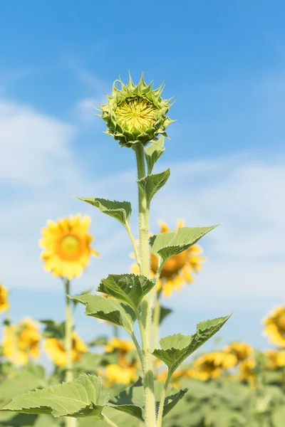 Sonnenblumenwachstum und Blütenpracht im Feld — Stockfoto