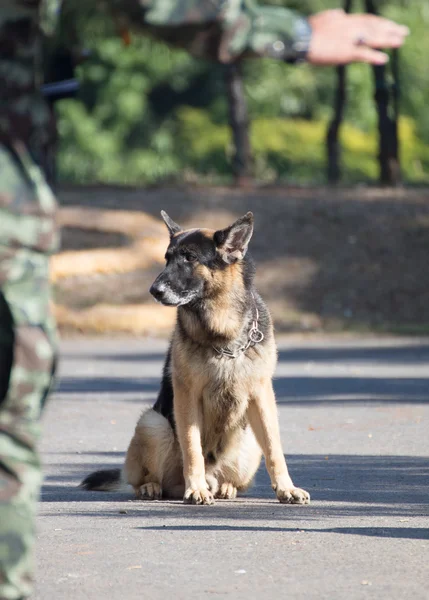 戦争の犬の訓練 — ストック写真