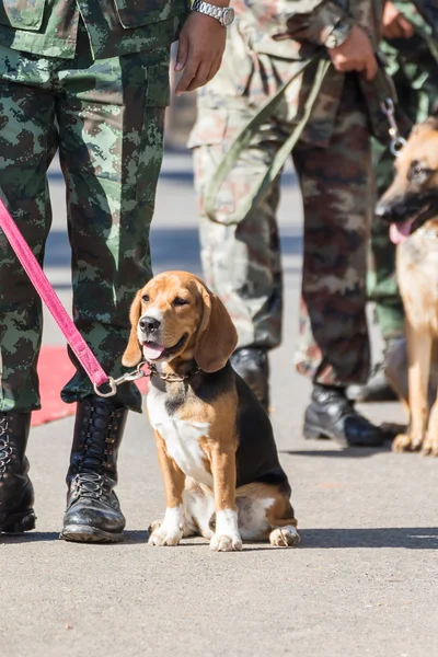 Training dogs of war — Stock Photo, Image