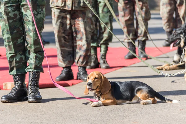 Chiens d'entraînement de la guerre — Photo