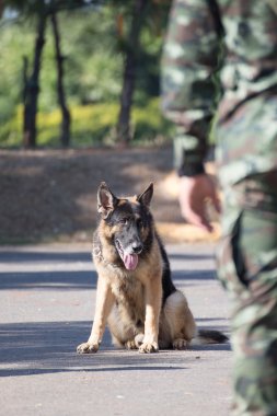  Savaş eğitim köpekleri